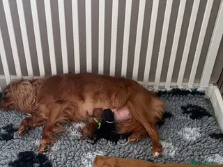 Cavalier King Charles Spaniel dogs Beautiful KC Registered Cavalier King Charles - Advert 3