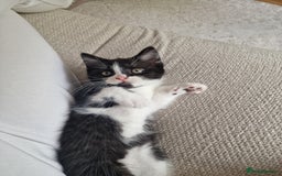 Mixed Breed cats for sale: Beautiful and very playful Male kitten 😸  - Image 6
