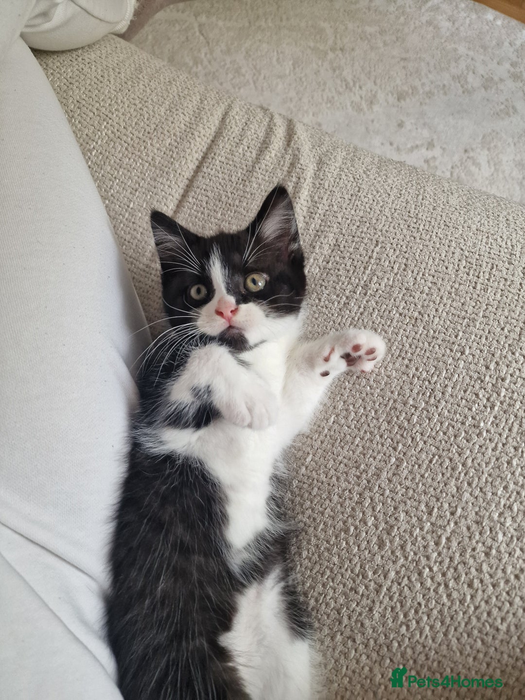 Mixed Breed cats for sale: Beautiful and very playful Male kitten 😸  - Image 6
