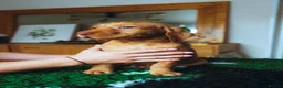 Hungarian Vizsla dogs for sale: Repeat mating of WH Hungarian vizsla pups for sale in Hartlepool - Advert 2