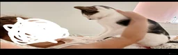 Domestic Shorthair cats for sale: Cat for sale in Canterbury - Advert 3