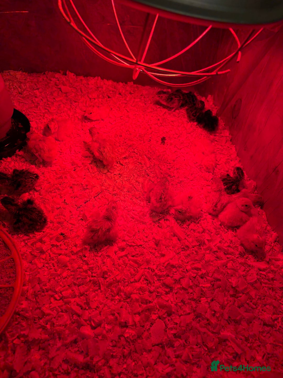 Mixed Breed birds for sale: Quail cotournix baby chicks - Advert 1