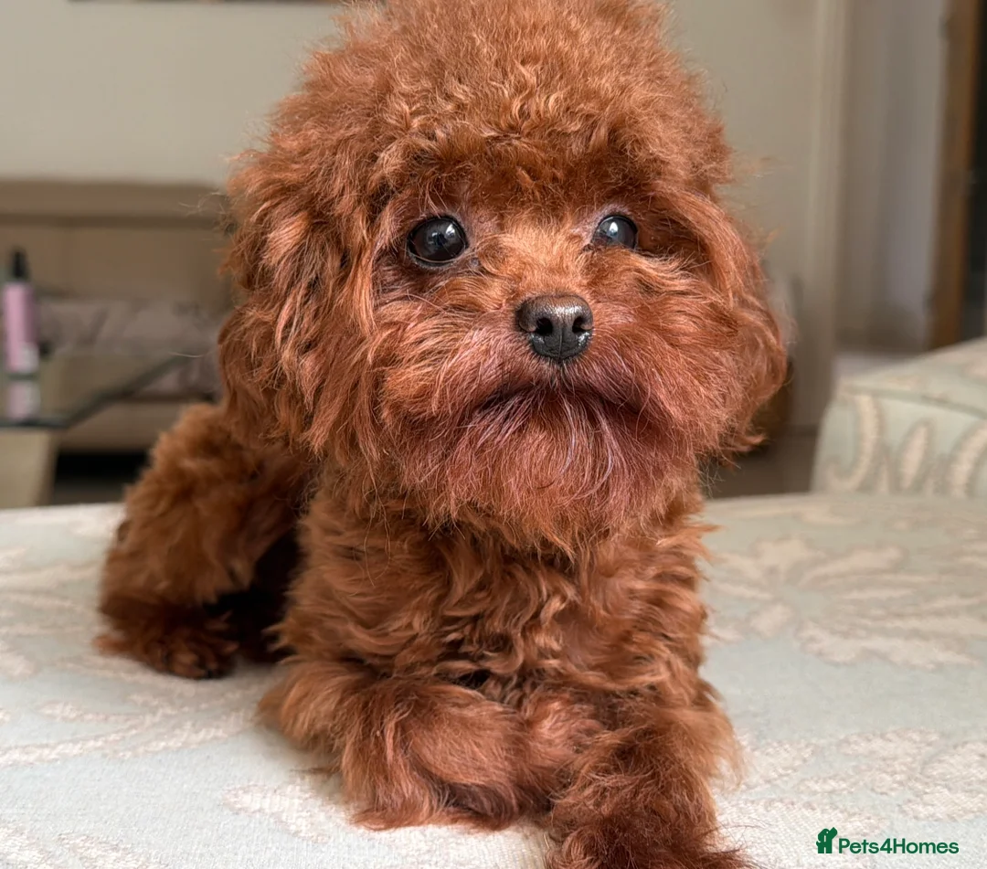 Toy Poodle dogs for stud: Asian toy poodle Stud - Advert 2