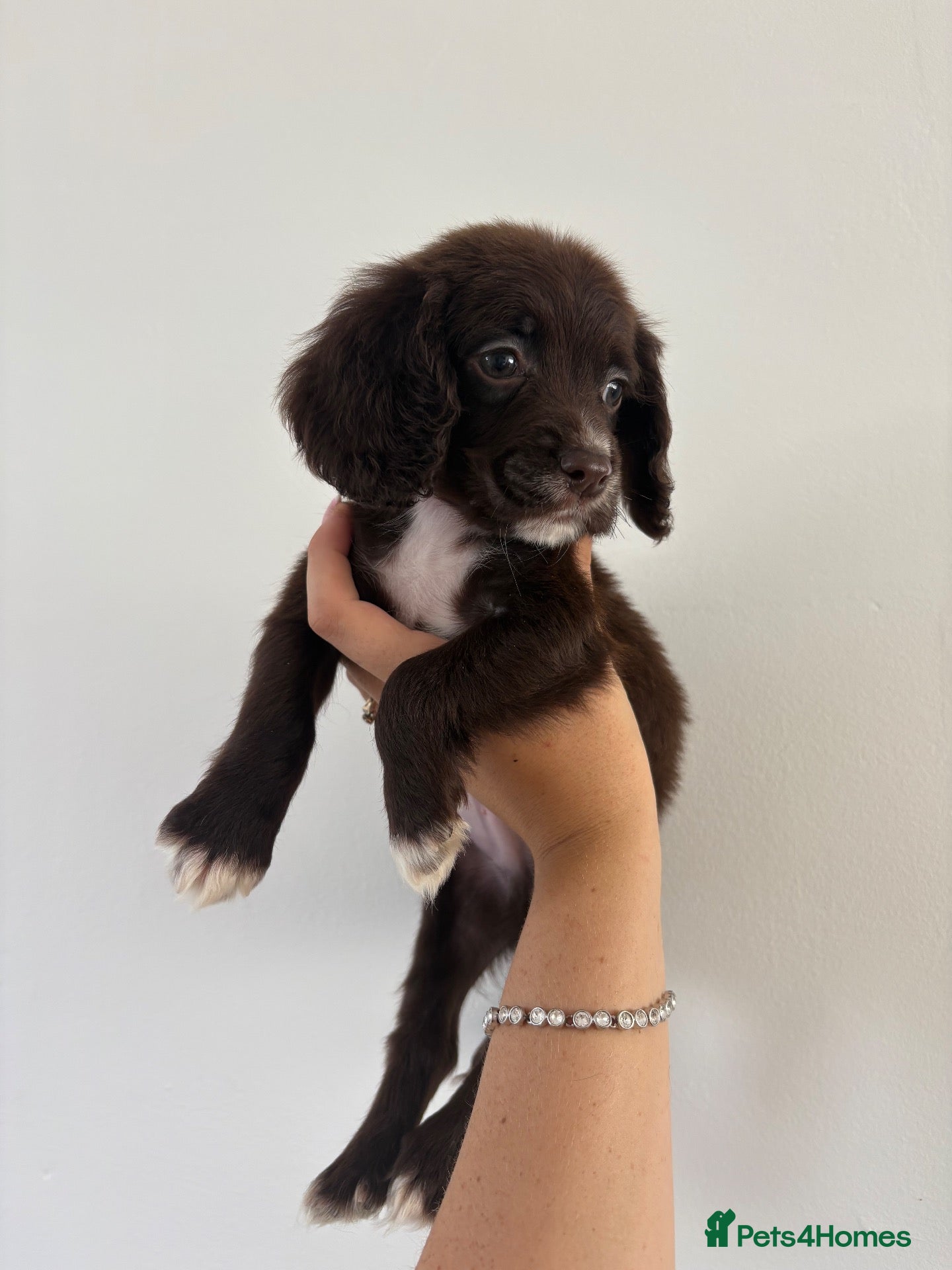 Cocker Spaniel dogs Stunning cocker puppies  - Advert 1