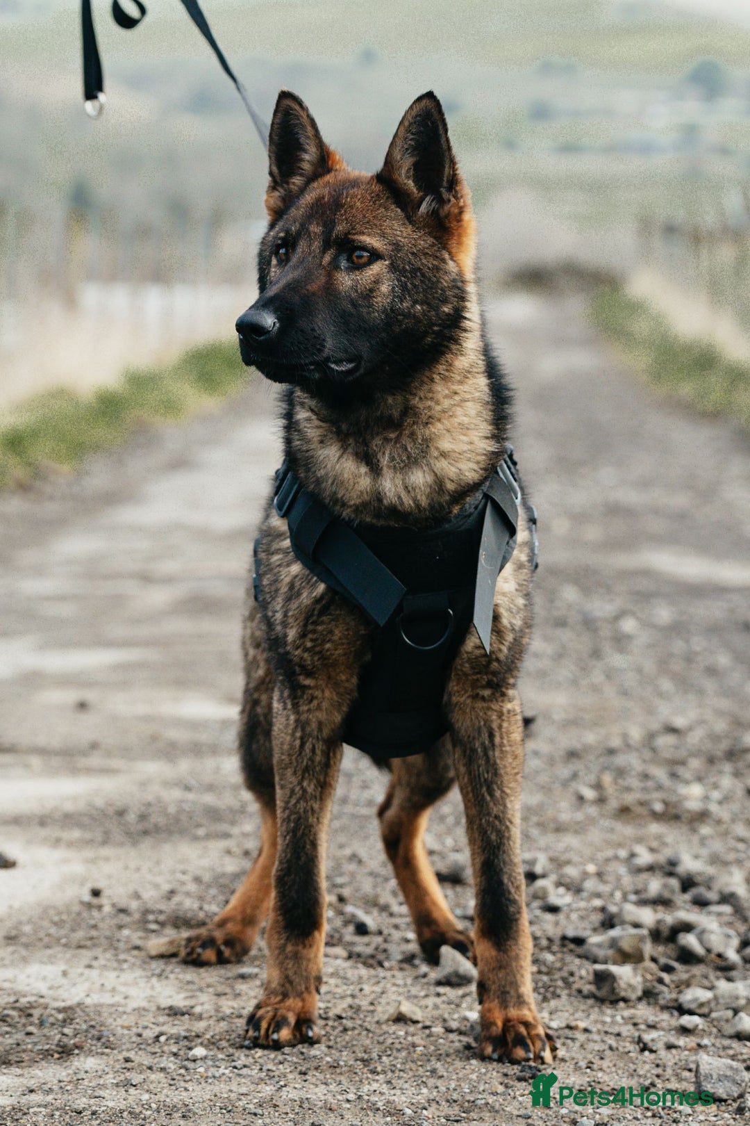 German Shepherd dogs for sale: Beautiful Female Czech German shepherd  - Advert 3