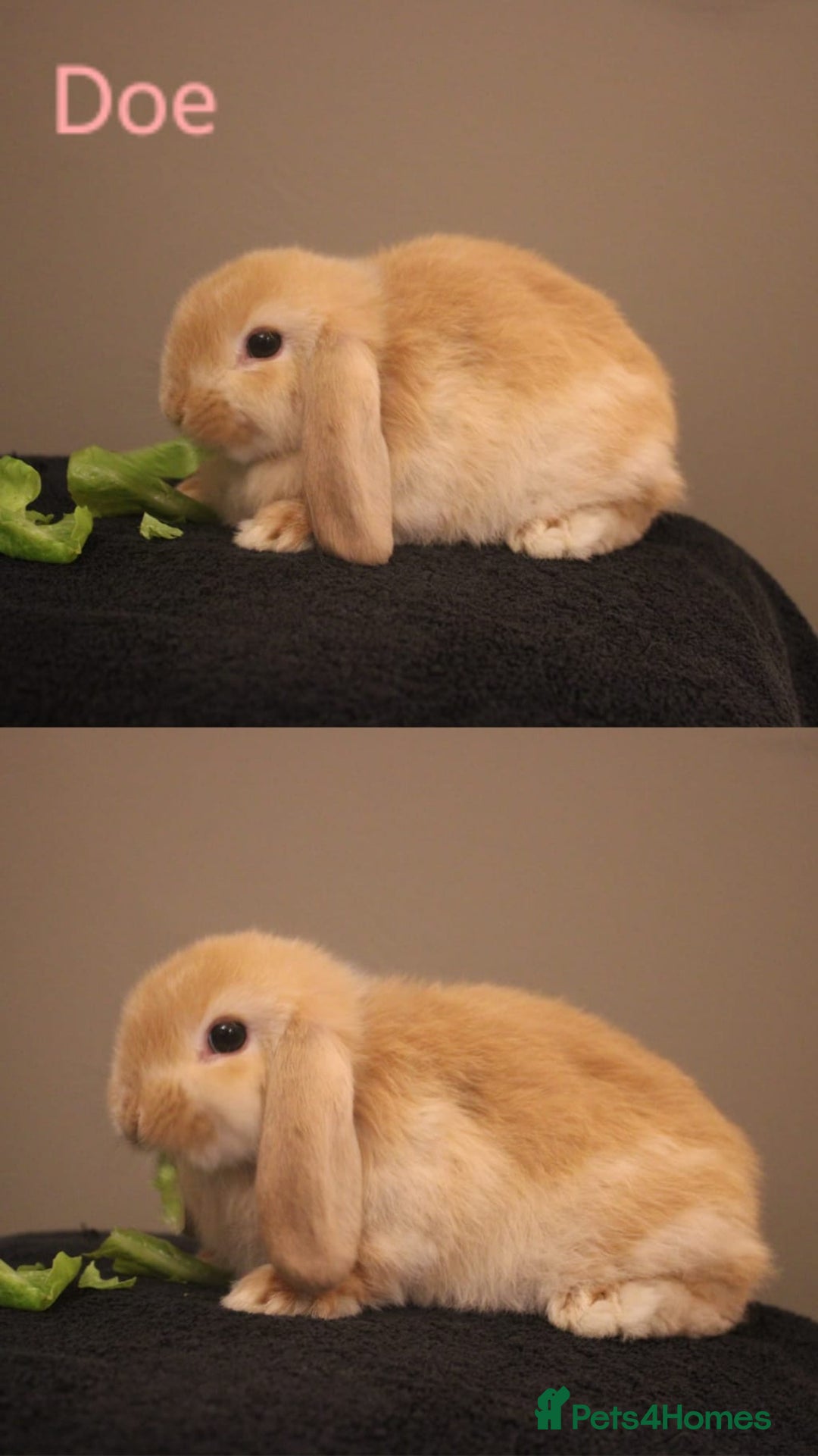 Mini Lop rabbits for sale: Stunning mini lop bunnies, 8wks, ready to collect - Advert 2