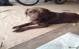 Labrador Retriever dogs for sale: Labrador puppies, beuitfull fur babbies  - Image 6