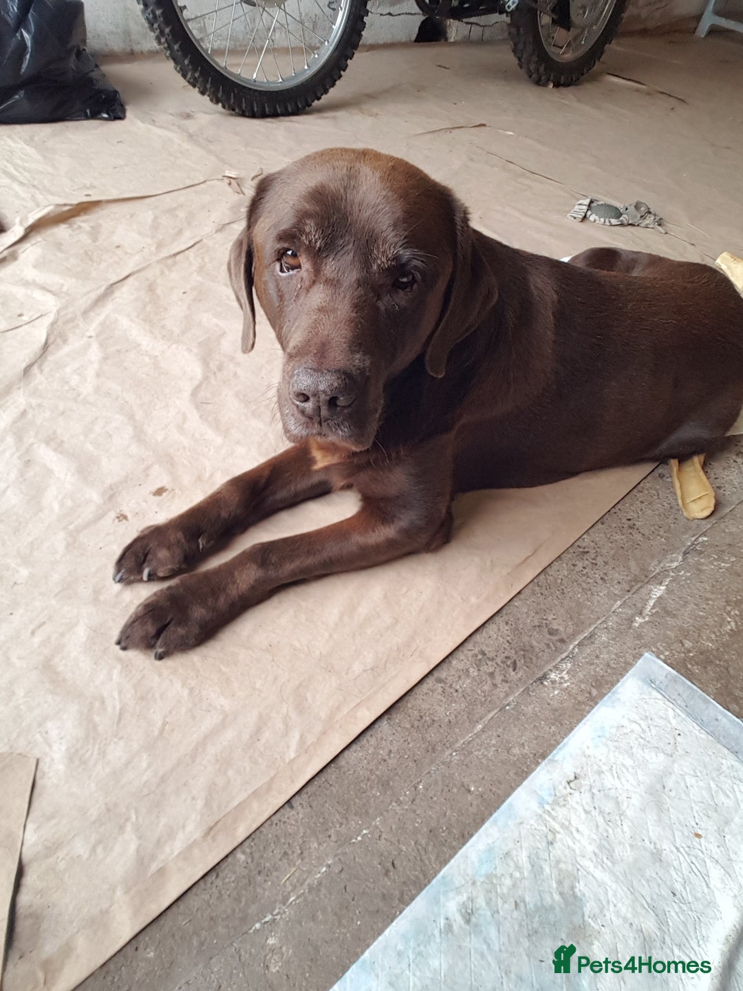 Labrador Retriever dogs for sale: Labrador puppies, beuitfull fur babbies  - Image 6