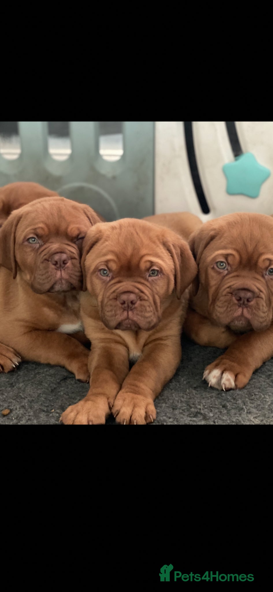 Dogue De Bordeaux dogs Stunning chunky dogue de Bordeaux puppy’s  - Advert 19