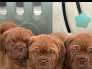 Dogue De Bordeaux dogs Stunning chunky dogue de Bordeaux puppy’s - Advert 19