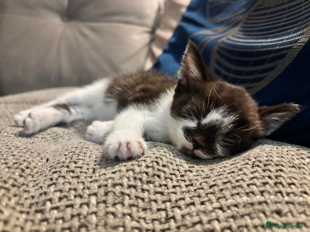 Devon Rex cats for sale: Kittens  - Image 8