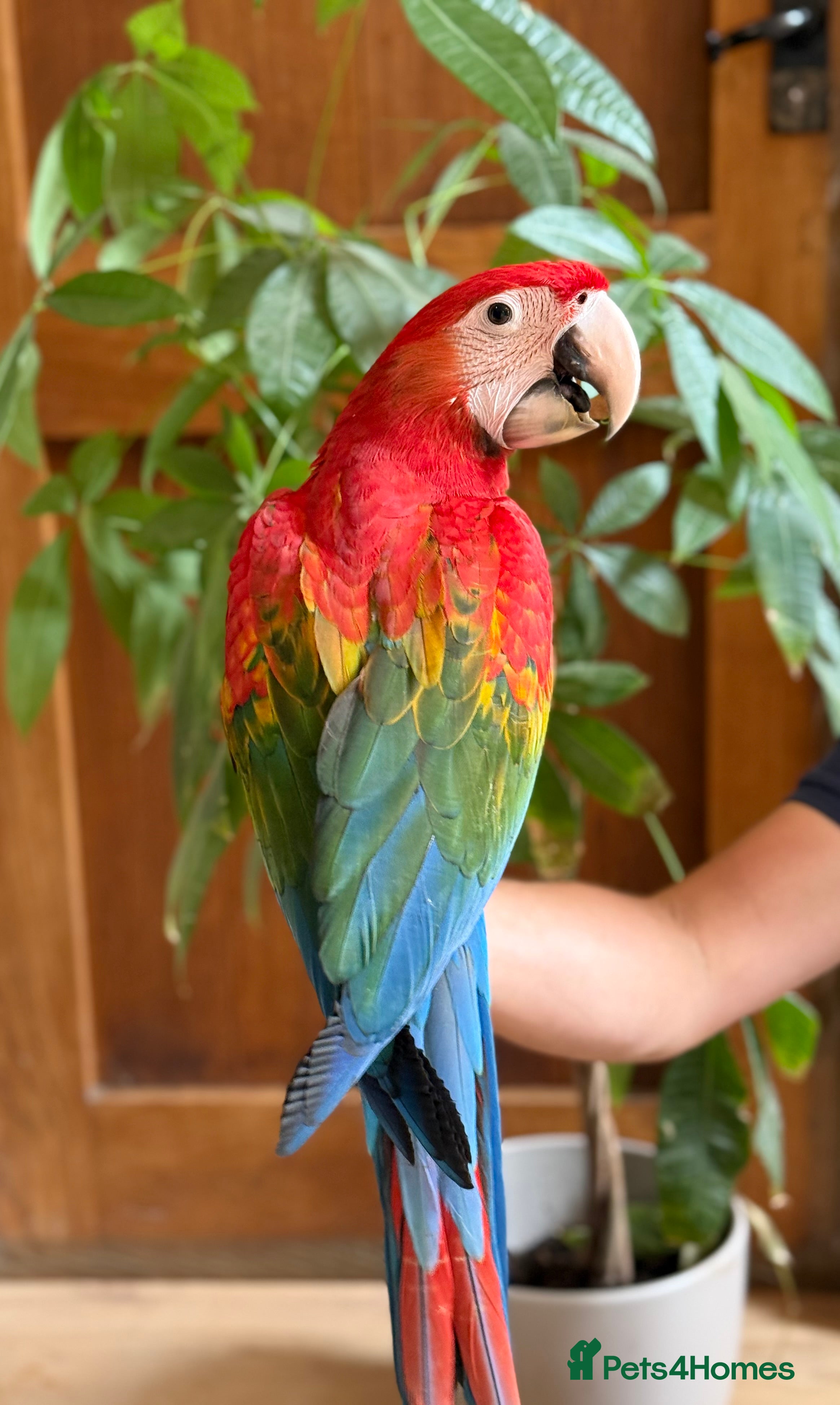 Macaws birds Beautiful Ruby Macaw  - Advert 1