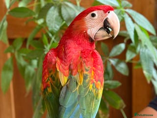 Macaws birds Beautiful Ruby Macaw - Advert 2