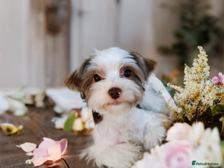 Yorkshire Terrier dogs Posh puppies😍 colored Yorkshire terrier - Advert 14