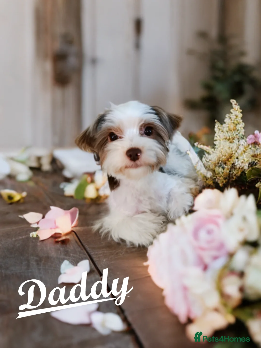 Yorkshire Terrier dogs for sale: Posh puppies😍 colored Yorkshire terrier, Biewer - Advert 4