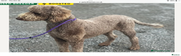Standard Poodle dogs for stud: FULLY  HEALTH TESTED STANDARD POODLE - Advert 2