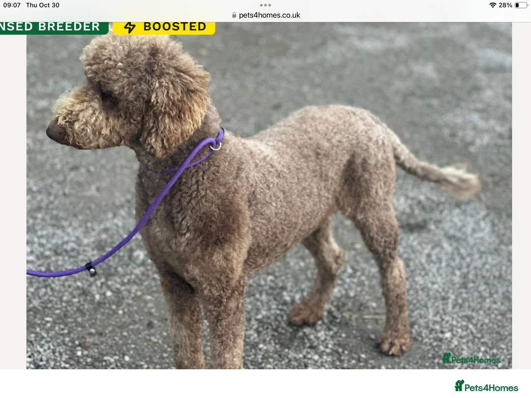 Standard Poodle dogs for stud: FULLY  HEALTH TESTED STANDARD POODLE - Advert 2