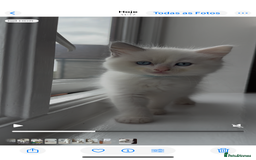 Ragdoll cats for sale: GCCF Registered Ragdoll Kittens Available! 🐾 in Taunton - Image 26