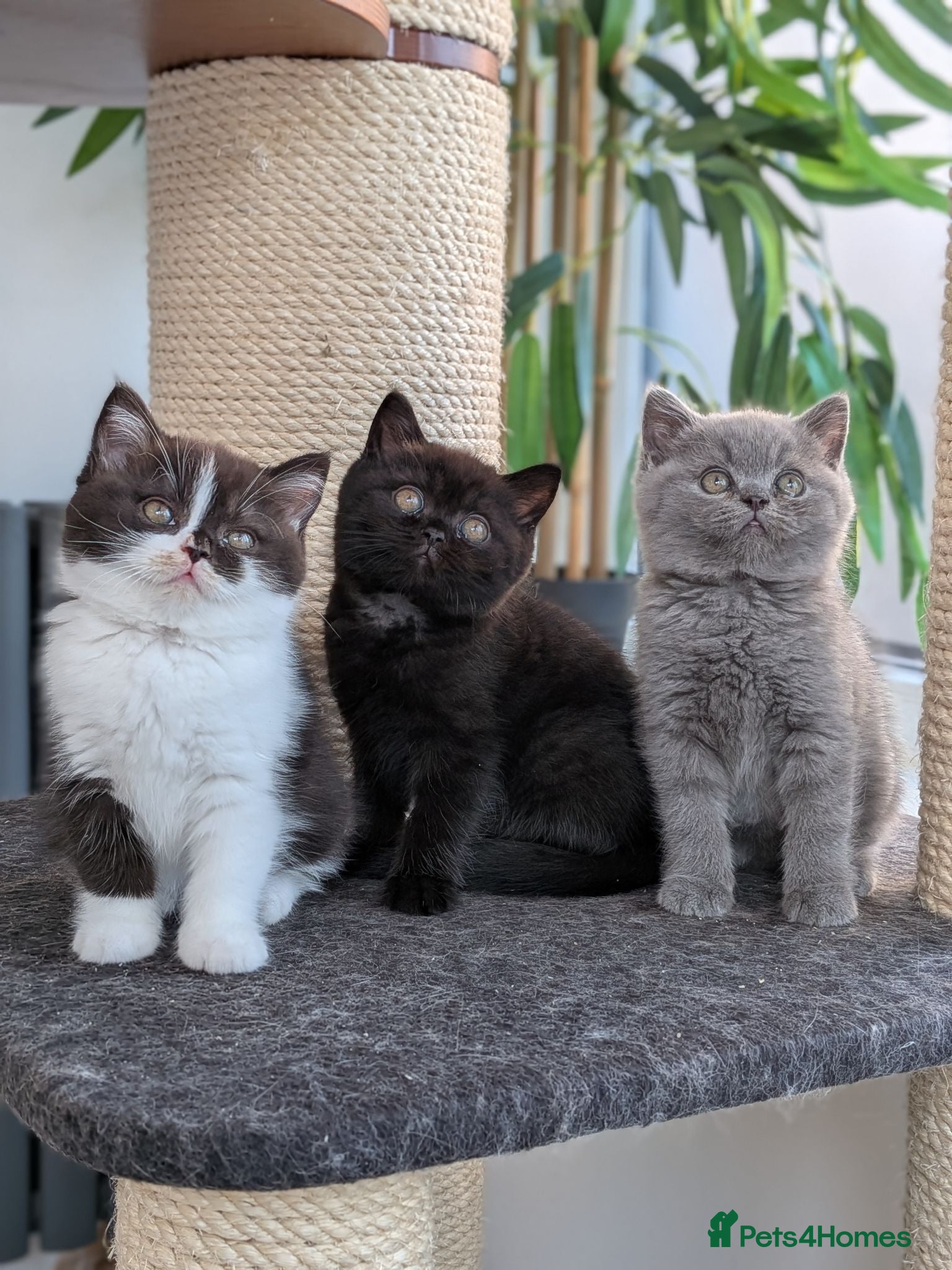 British Shorthair cats GCCF registered Kittens champion sired  - Advert 1