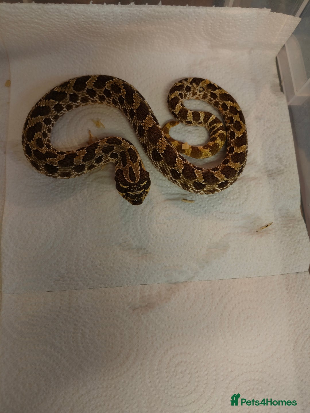 Snake reptiles for sale: Hognose Snake - Advert 2