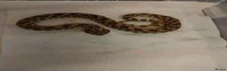 Snake reptiles for sale: Hognose Snake - Advert 2