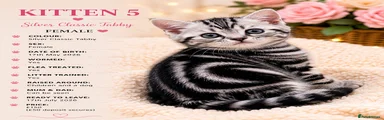 Silver Classic Tabby Female