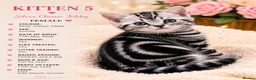 Mixed Breed cats for sale: Beautiful Silver Tabby Kittens, Ready 17th July  - Advert 2