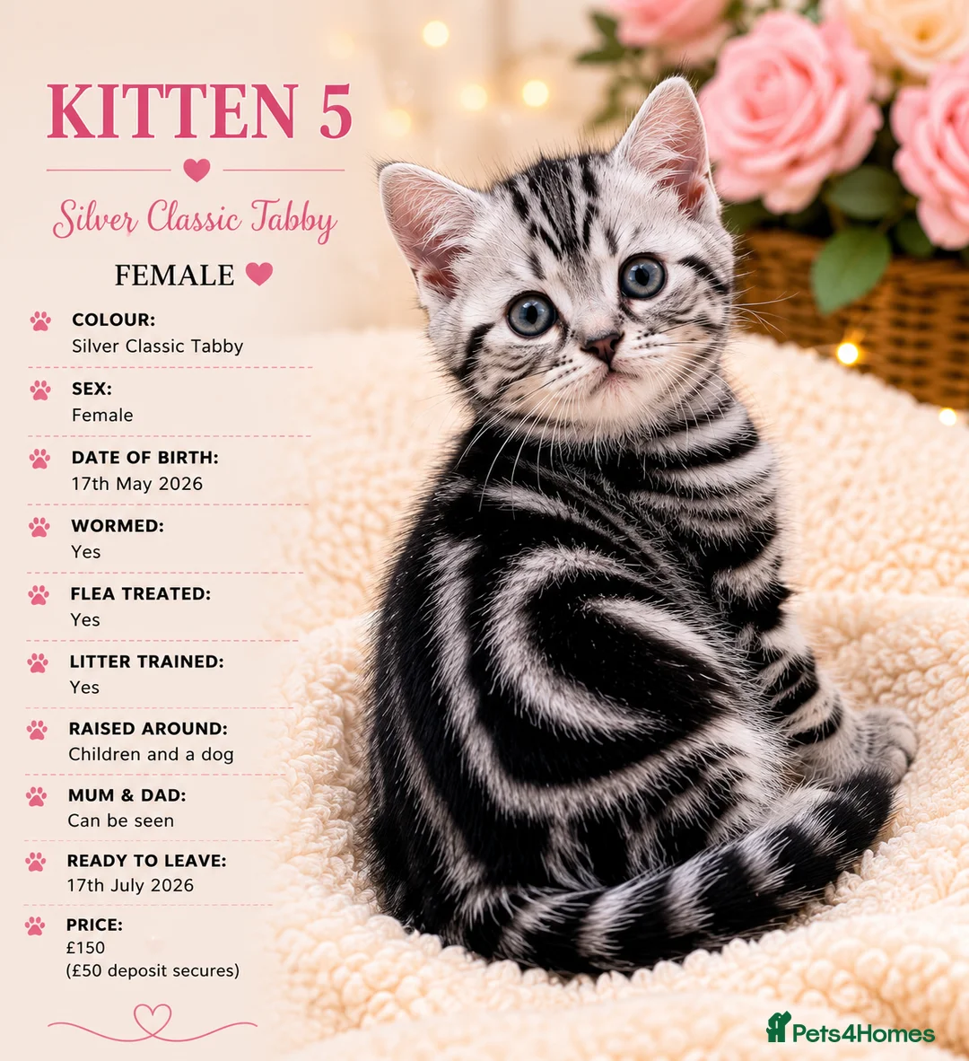 Mixed Breed cats for sale: Beautiful Silver Tabby Kittens, Ready 17th July  - Advert 2