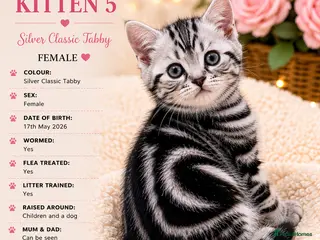 Mixed Breed cats Beautiful Silver Tabby Kittens, Ready 17th July - Advert 1