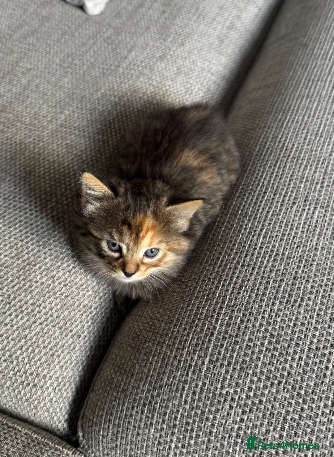 British Shorthair cats for sale: 6 adorable kittens - Advert 2