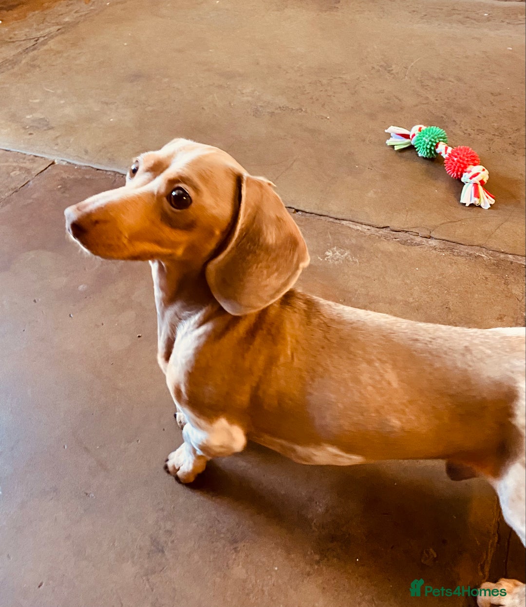 Miniature Dachshund dogs for sale: Stunning Smooth coat mini dashy girl available - Advert 12