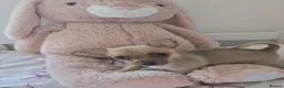 Chihuahua dogs for sale: Chihuahua pup for sale in Irvine - Advert 2
