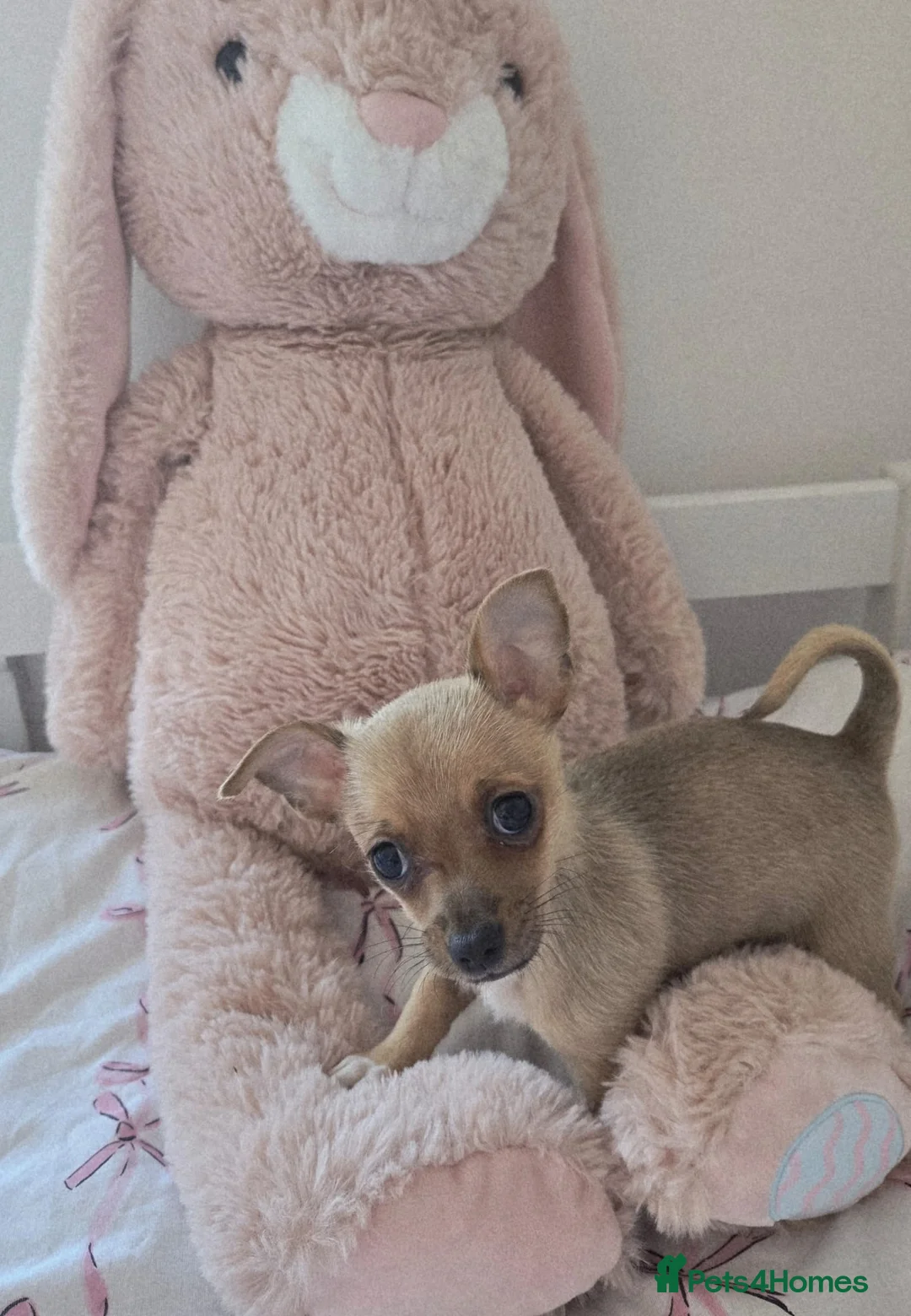 Chihuahua dogs for sale: Chihuahua pup for sale in Irvine - Advert 2