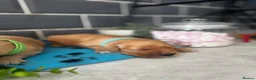 Golden Retriever dogs for sale: 5 exceptional golden retrievers  - Advert 5