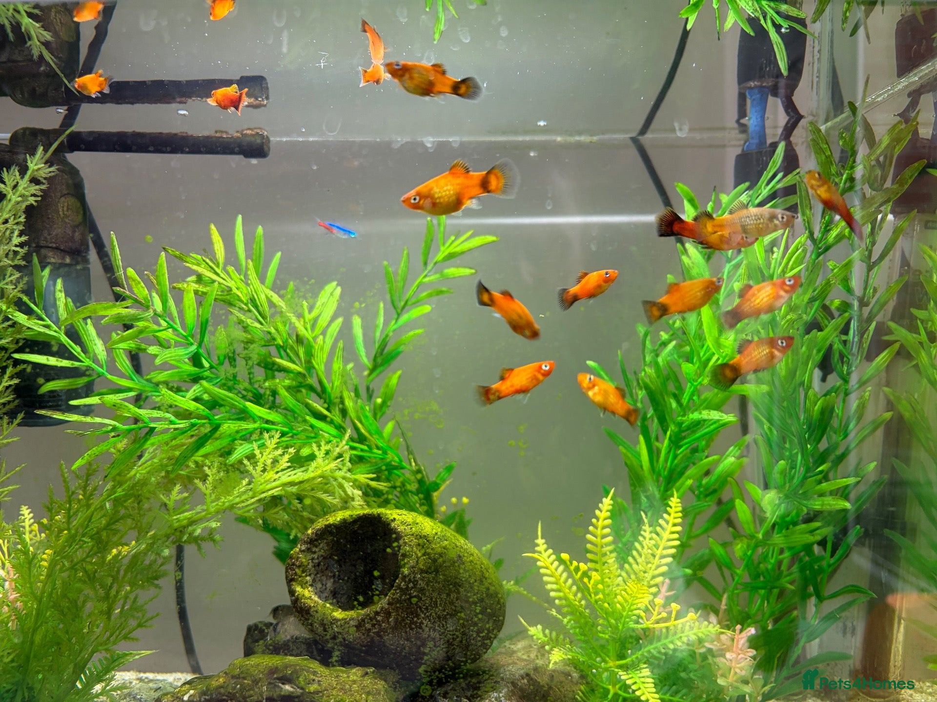 Platies fish 6-9 month old platies - Advert 1