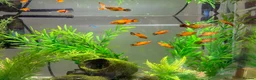Platies fish for sale: 6-9 month old platies in Bracknell - Advert 1
