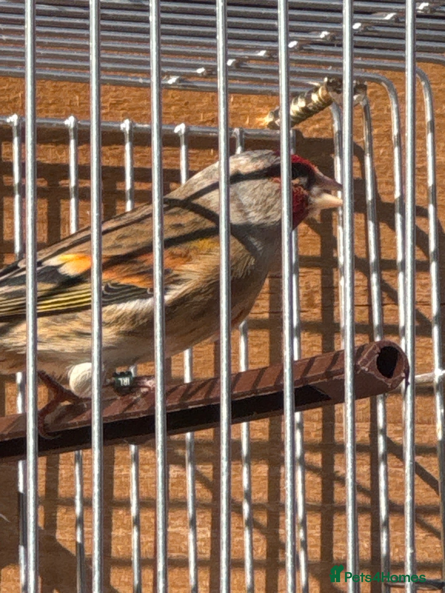 Mixed Breed birds Goldfinch mules - Advert 8