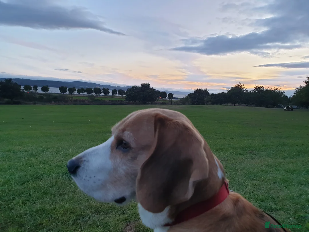 Beagle dogs for stud: Forrest the Beagle in Dundee - Advert 9