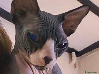 Sphynx cats Adorable Canadian Sphynx – Champion Bloodline - Advert 3