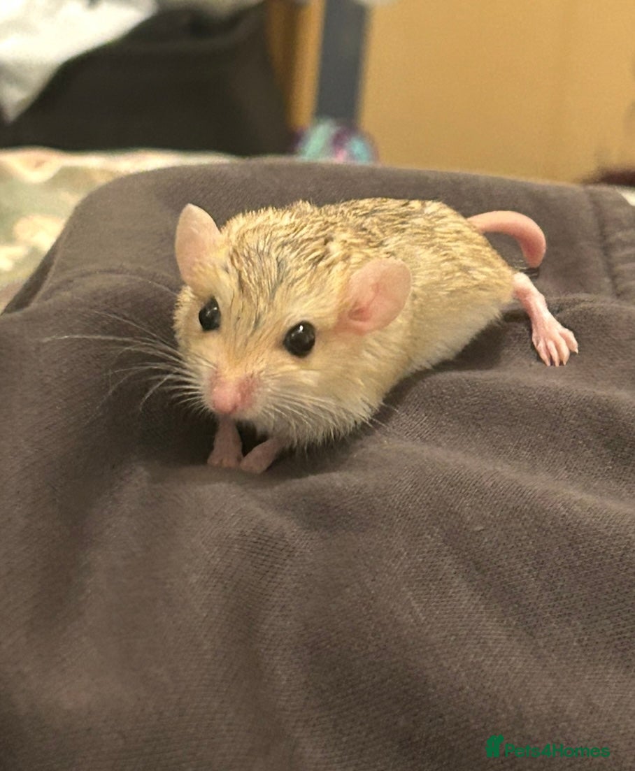 Gerbil rodents Duprasi/Fat Tailed Gerbil - Advert 18