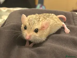 Gerbil rodents Duprasi/Fat Tailed Gerbil - Advert 1