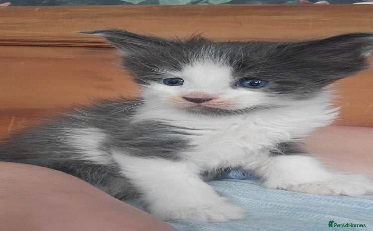 Maine Coon cats - Advert 4