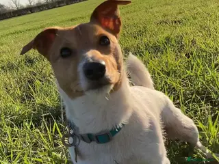 Jack Russell dogs Ronnie the jack russell for stud only. in Stone - Advert 6