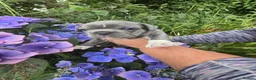 French Bulldog dogs for sale: Frenchbulldog Puppies - Advert 21