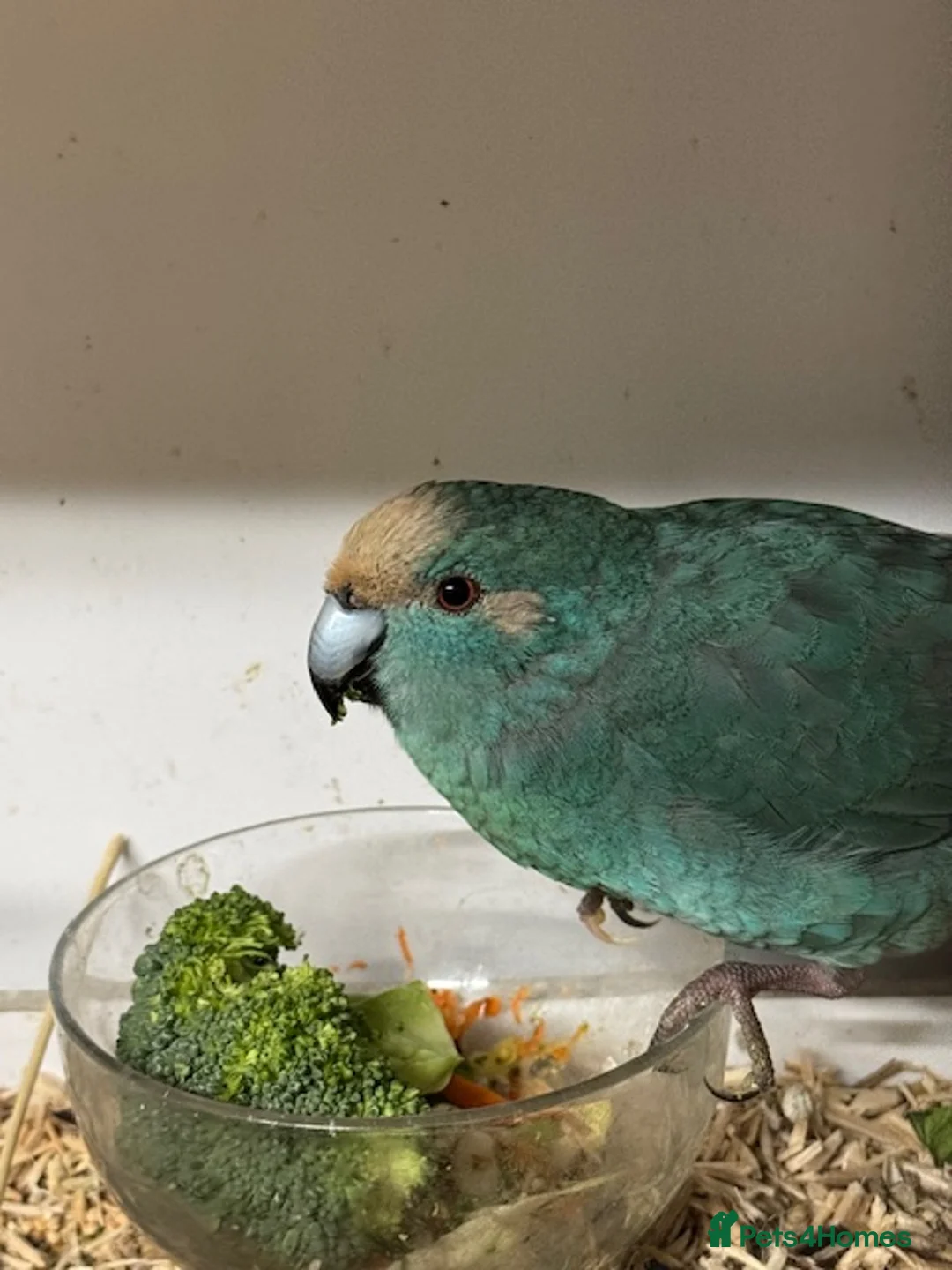 Parakeets birds for sale: KAKARIKIS, MALES AND FEMALES AVAILABLE, PIED ETC - Advert 1