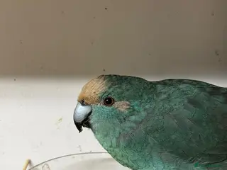 Parakeets birds KAKARIKIS, MALES AND FEMALES AVAILABLE, PIED ETC - Advert 1