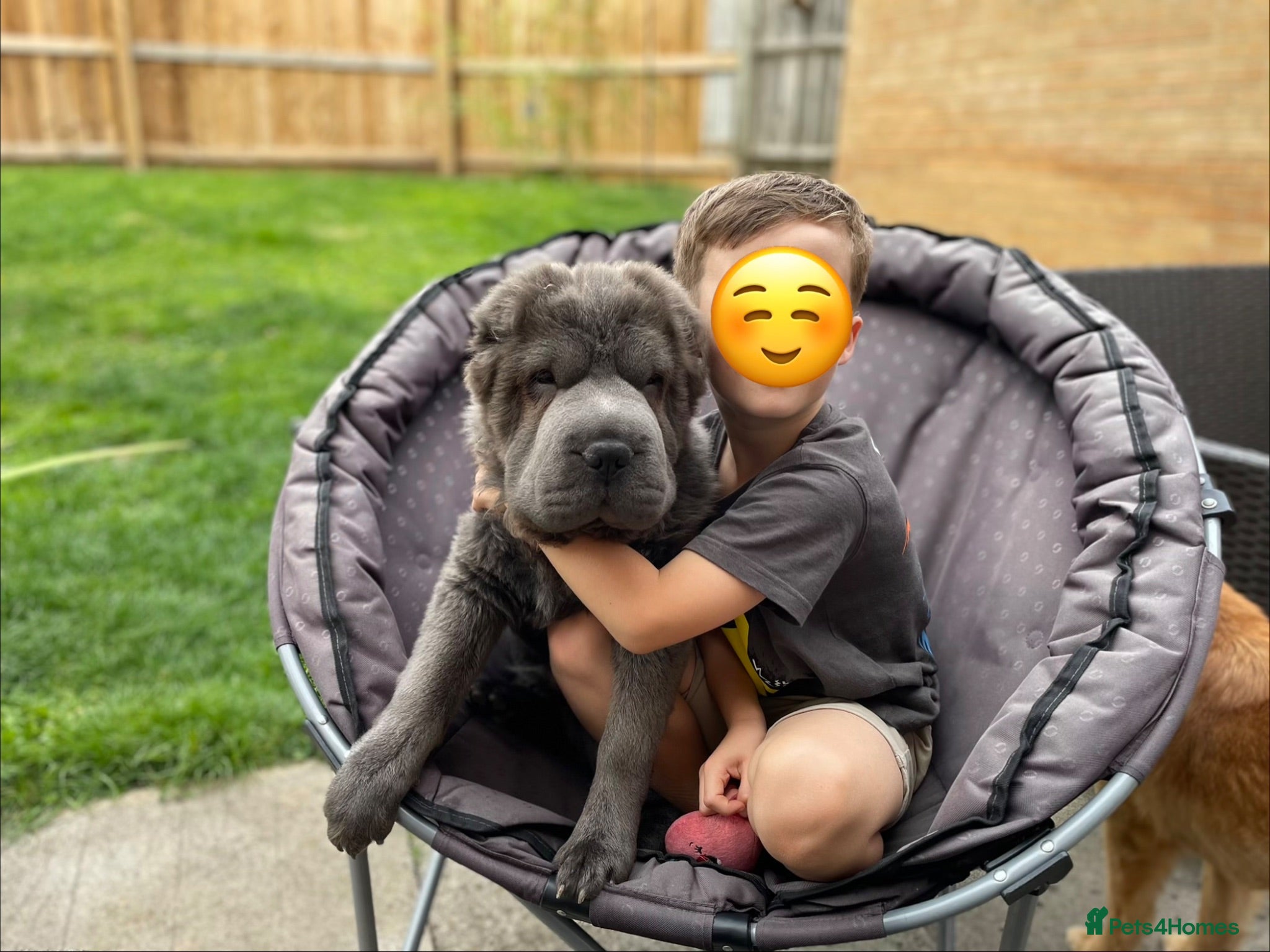 Shar Pei dogs Yogi✨ Gorgeous Rare 1yr old Blue Bearcoat Shar Pei - Advert 2