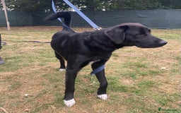 Mixed Breed dogs for adoption: Meet DIESEL, a smart Boy for the Right Loving Home - Advert 18