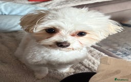 Maltipoo dogs for sale: Maltipoo - Image 7