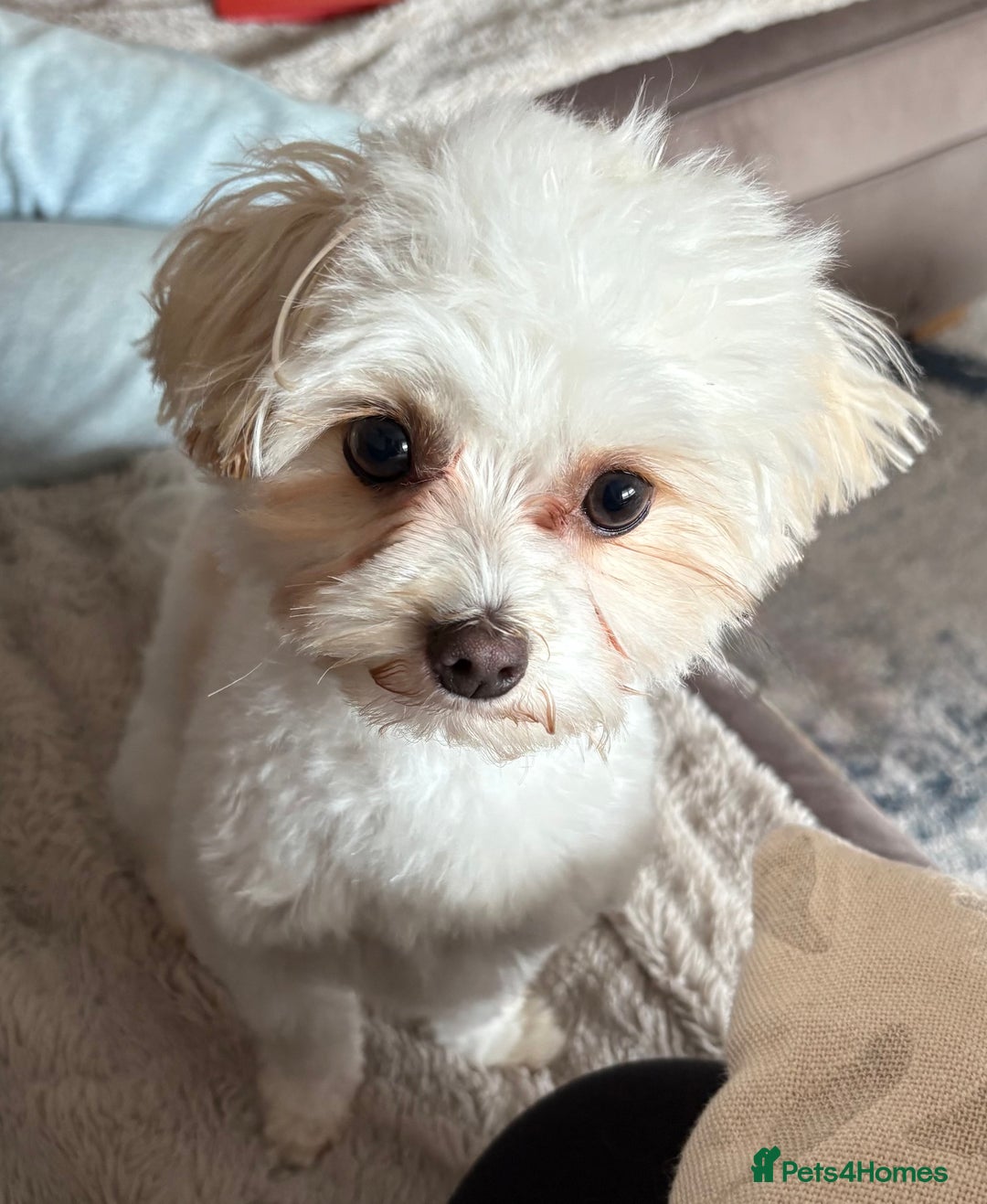 Maltipoo dogs for sale: Maltipoo - Image 7